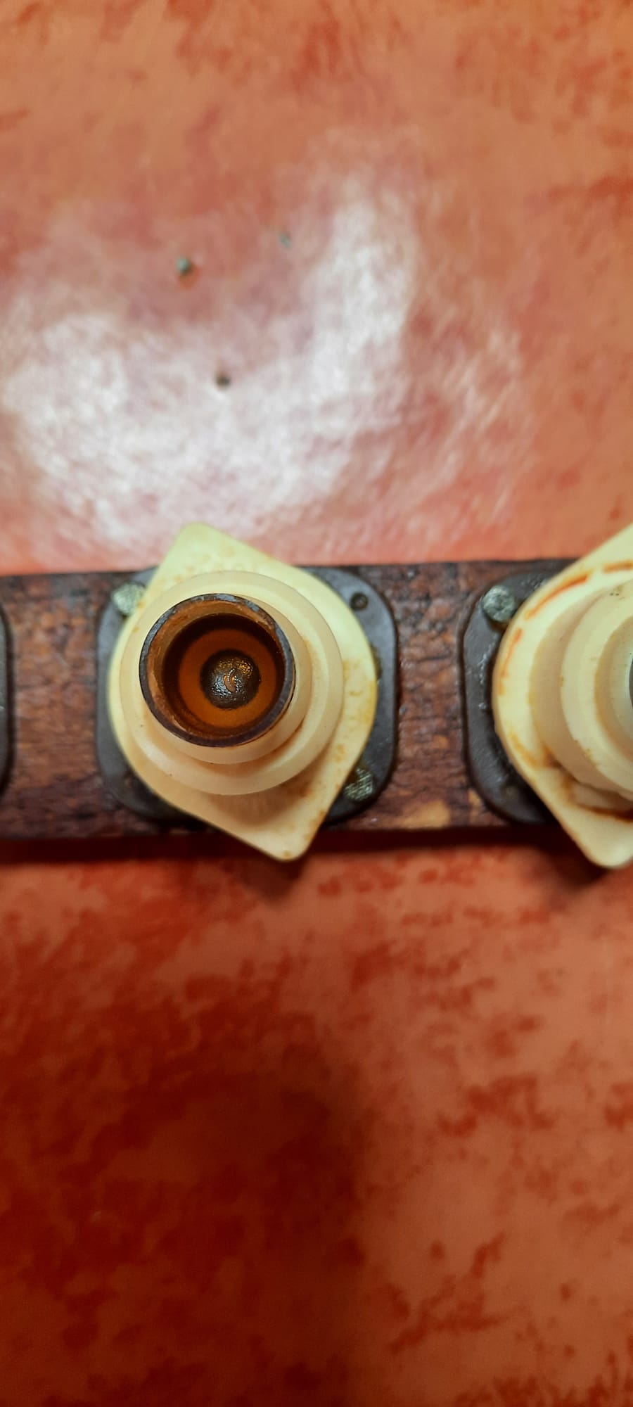 Larve d'abeille dans cupule