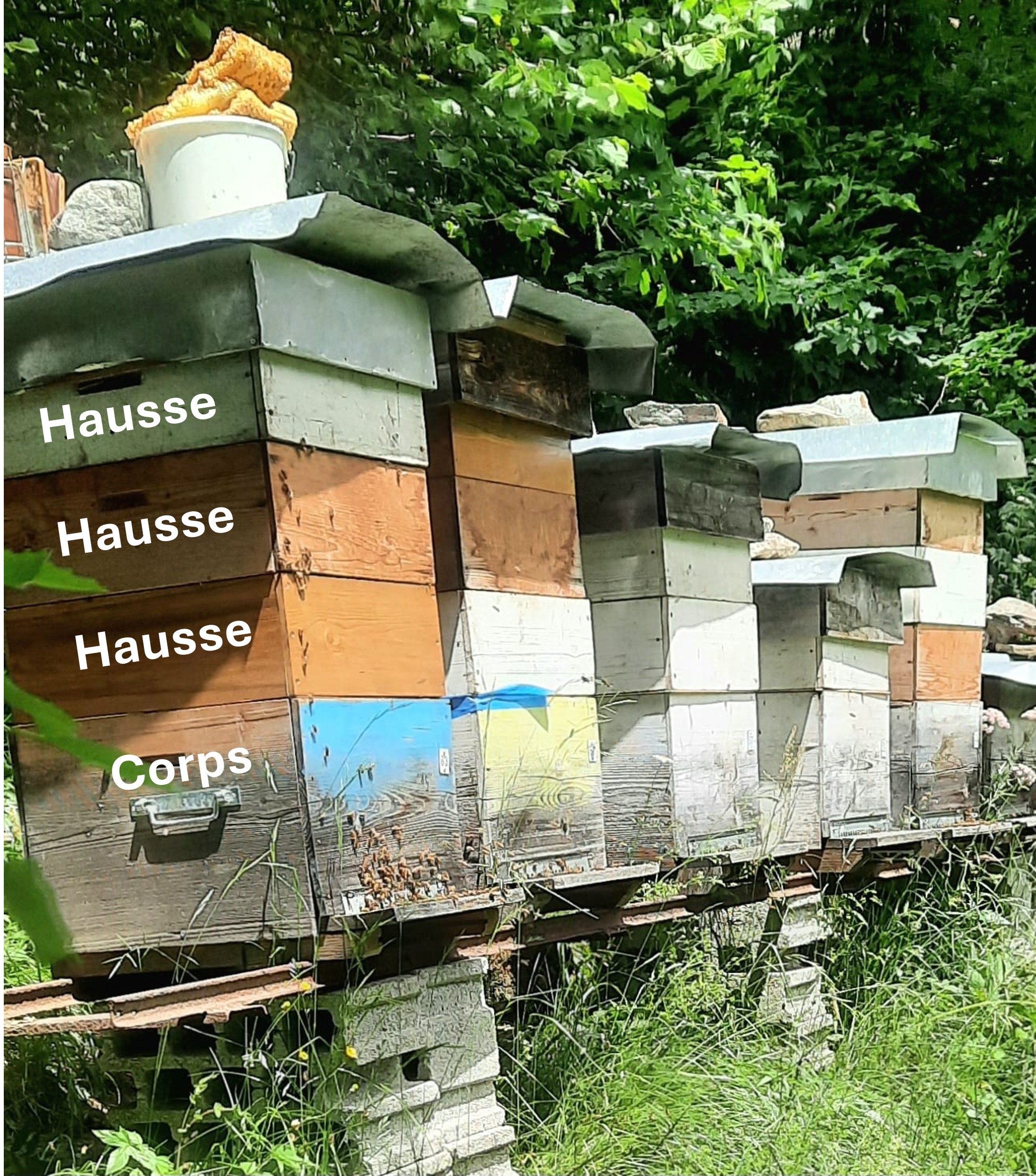 Parties d'une ruche